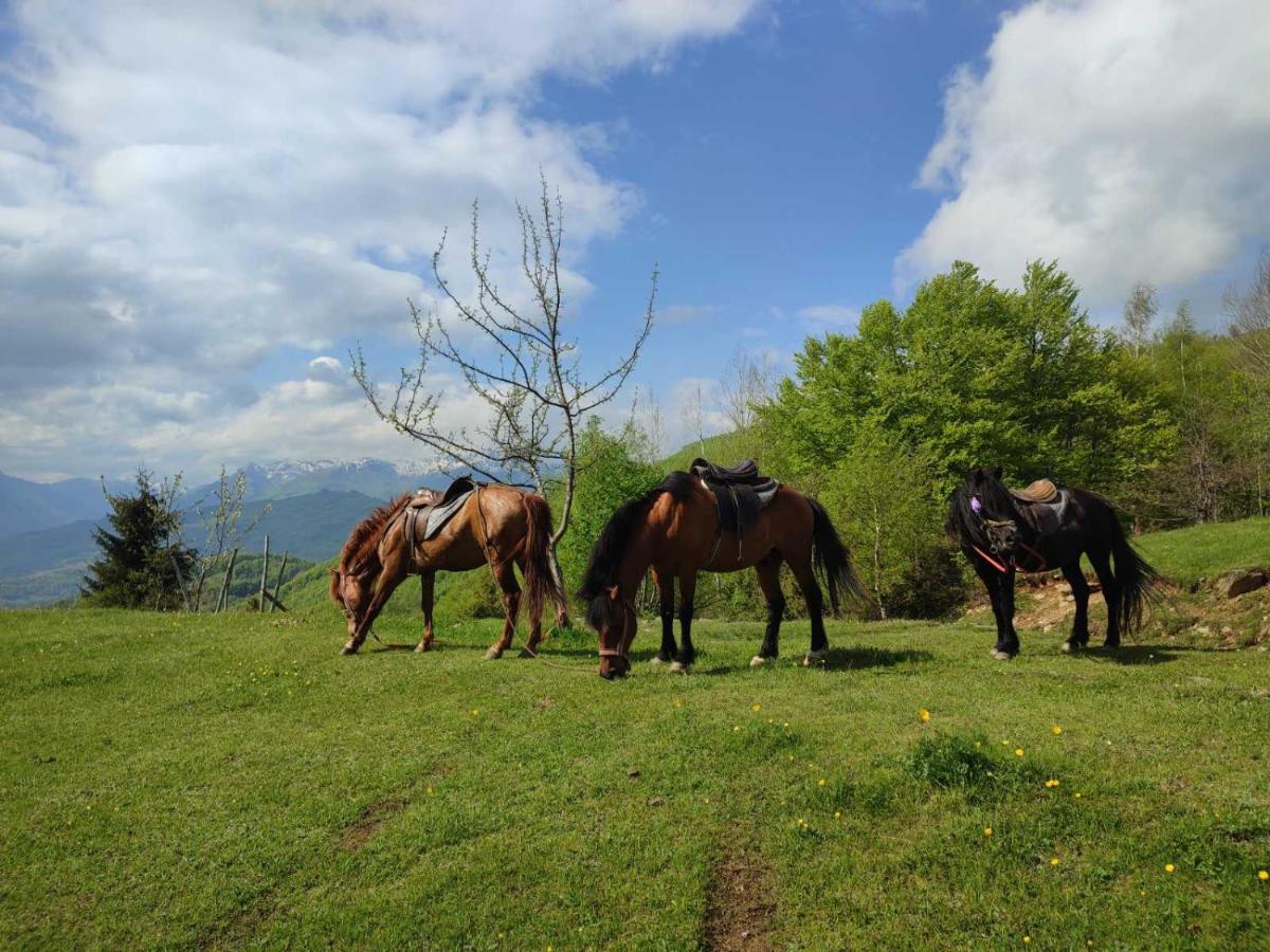 Koliba Marijanovic Vila Andrijevica Exterior foto